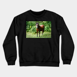 Beautiful Small Brown Horse / Pony In Field Crewneck Sweatshirt